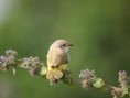 /album/photo-gallery-homepage/green-backed-eremomelaa-brufoot-jpg/